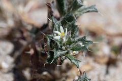 Loeseliastrum schottii