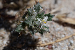 Loeseliastrum schottii