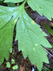 Puccinia hydrophylli