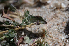 Loeseliastrum schottii