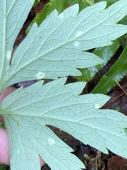 Puccinia hydrophylli