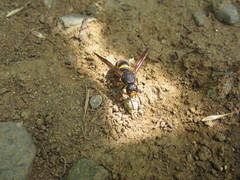 Orancistrocerus drewseni