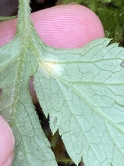 Puccinia hydrophylli