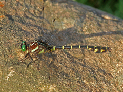 Stylurus scudderi