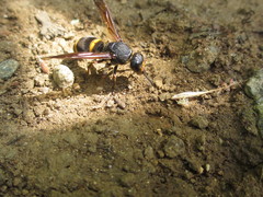 Orancistrocerus drewseni