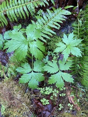 Puccinia hydrophylli