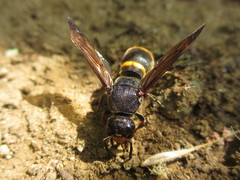 Orancistrocerus drewseni