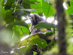 Basileuterus culicivorus