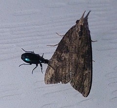 Hypena humuli