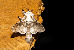 Tolype caieta