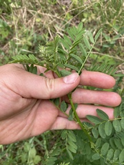 Astragalus neglectus
