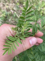 Astragalus neglectus