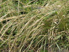 Elymus tsukushiensis