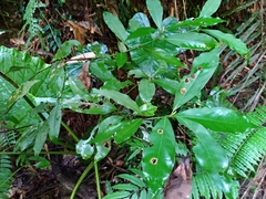 Machilus
