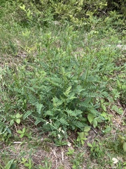Astragalus neglectus