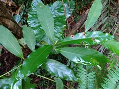 Machilus