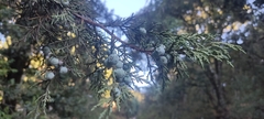 Juniperus deppeana deppeana