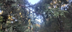 Juniperus deppeana deppeana
