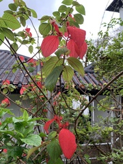 Mussaenda erythrophylla