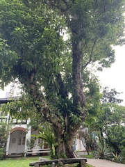 Magnolia × alba