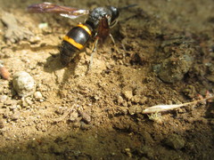 Orancistrocerus drewseni