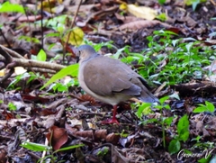 Leptotila plumbeiceps