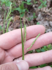 Carex debilis pubera