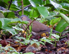 Leptotila plumbeiceps