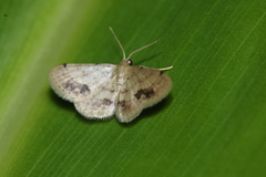 Idaea chotaria