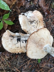 Russula polychroma