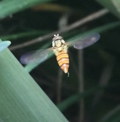 Episyrphus viridaureus