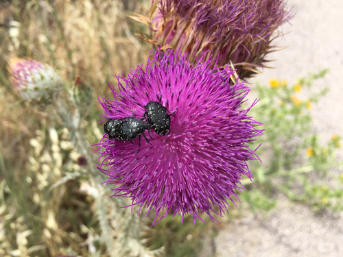 Crni ružičar (Oxythyrea funesta)