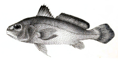 Sharp-Toothed Hammer Croaker photo 5