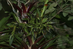 Tillandsia leiboldiana