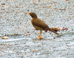 Turdus assimilis
