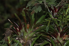 Tillandsia leiboldiana