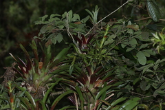Tillandsia leiboldiana