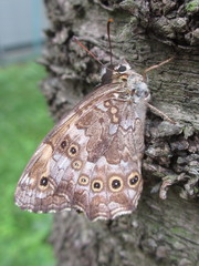 Neope goschkevitschii