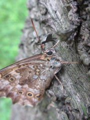 Neope goschkevitschii