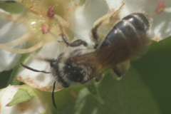 Andrena miserabilis