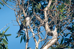 Chrysococcyx lucidus layardi