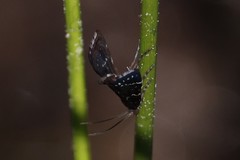 Nymphuliella daeckealis
