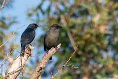 Aplonis striata striata