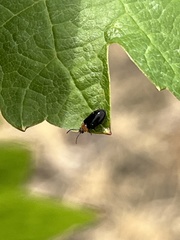Disonycha xanthomelas