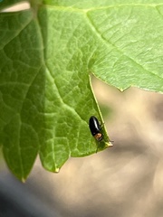 Disonycha xanthomelas