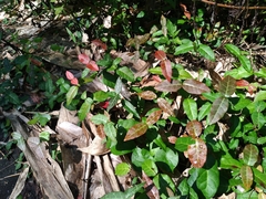 Trachelospermum