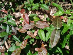 Trachelospermum