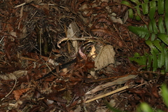 Ateuchosaurus chinensis