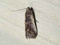 Acrobasis tumidulella