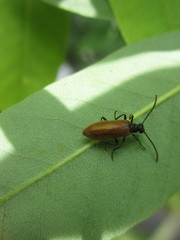 Lagria rufipennis